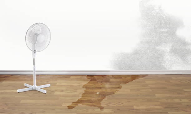 Best Water damage cleanup near me  in Lincoln, MO