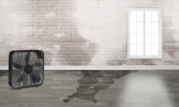 Best Flood restoration services  in Lincoln, MO